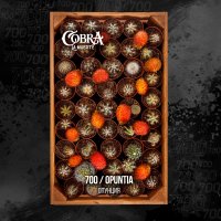 Табак Cobra La Muerte - Opuntia (Кактусовая груша)